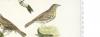 Fieldfare; Thrush; Redwing; Blackbird